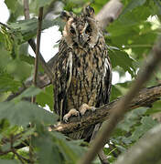 Long-eared Owl