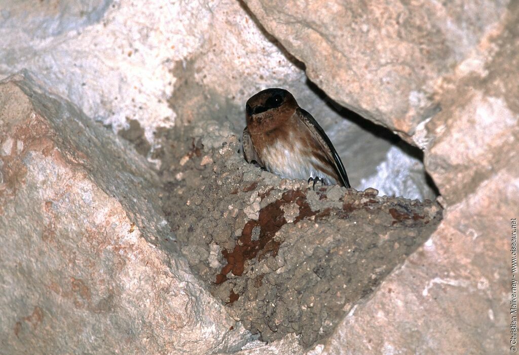 Hirondelle à front brunadulte