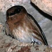 Cave Swallow