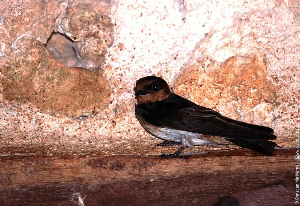 Hirondelle à front brunadulte