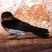 Cave Swallow