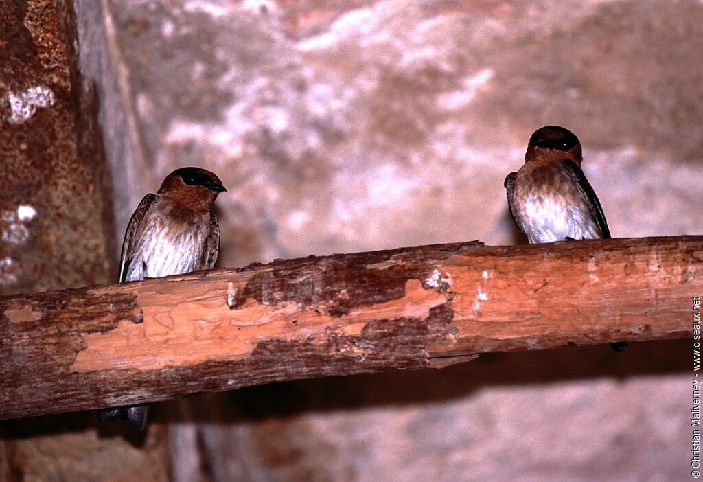 Hirondelle à front brunadulte