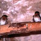 Hirondelle à front brun