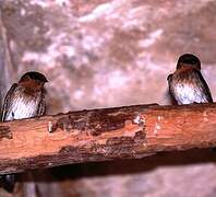 Cave Swallow