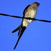 Red-rumped Swallow