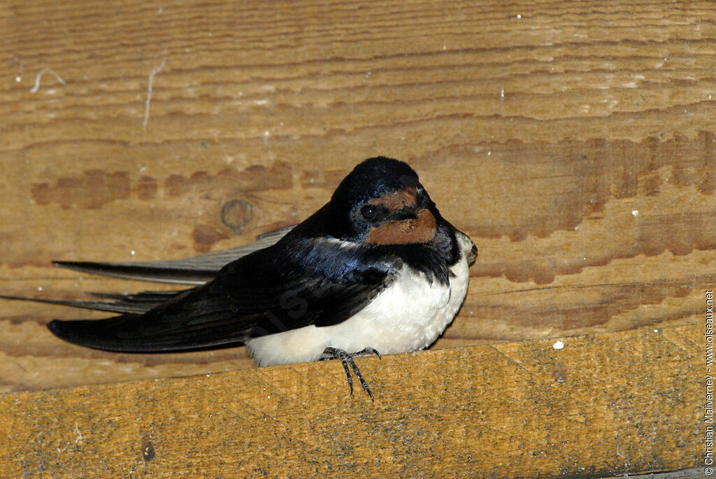 Barn Swallowadult