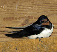 Barn Swallow