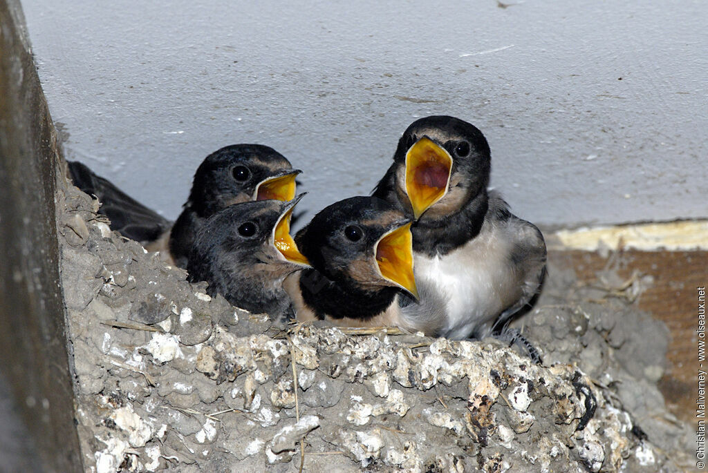 Barn Swallowjuvenile, Reproduction-nesting