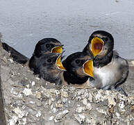 Barn Swallow