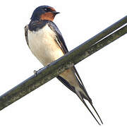 Barn Swallow