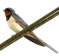 Barn Swallow