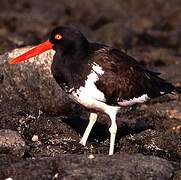 American Oystercatcher