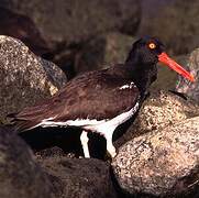 American Oystercatcher