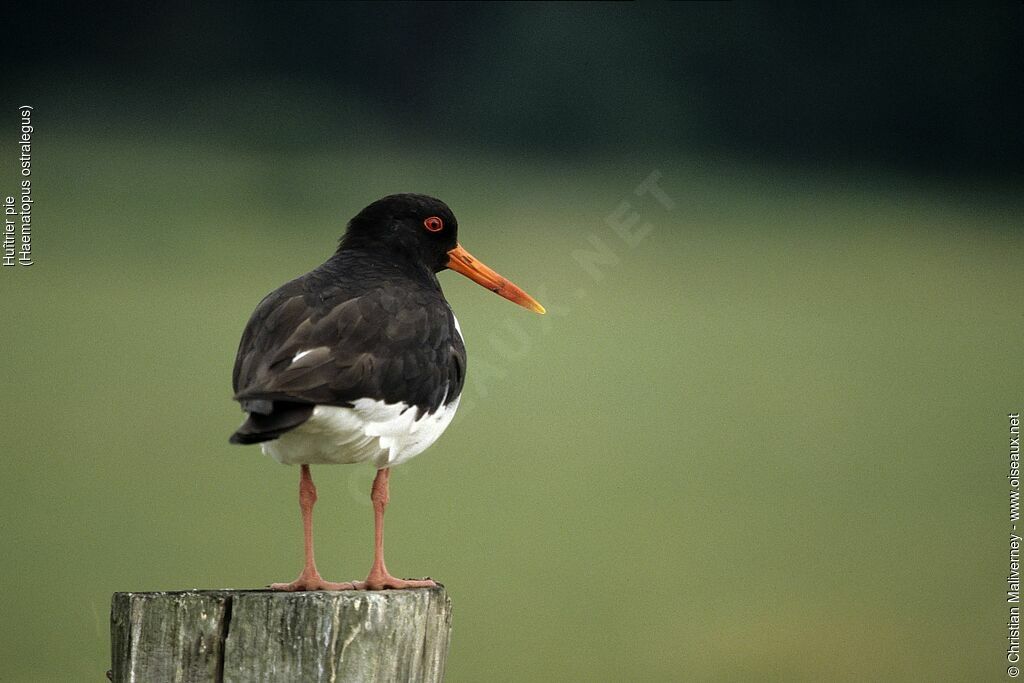 Eurasian Oystercatcheradult breeding, identification