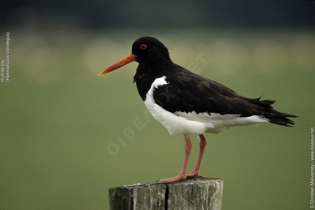 Eurasian Oystercatcheradult breeding, identification