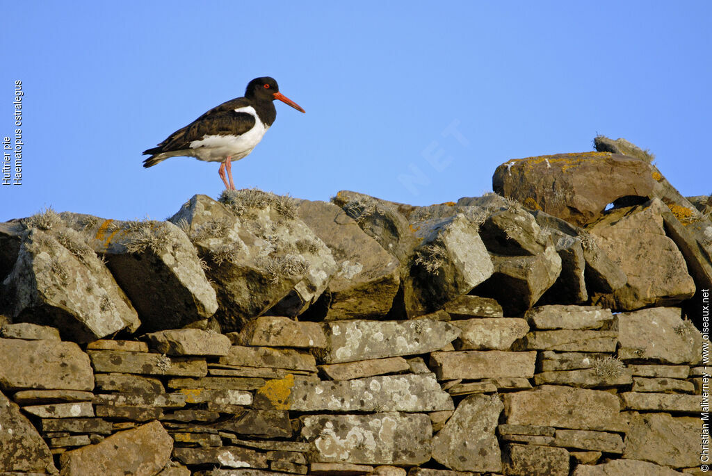 Eurasian Oystercatcheradult breeding, identification