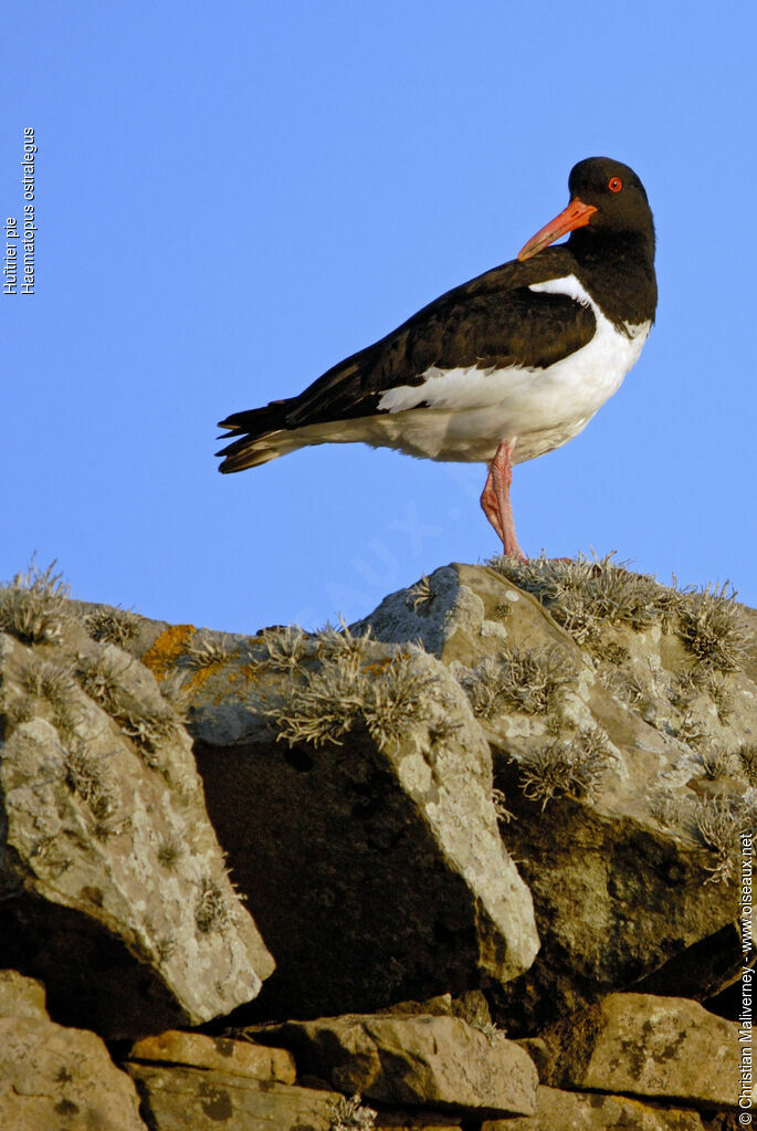 Eurasian Oystercatcheradult breeding, identification