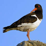 Eurasian Oystercatcher