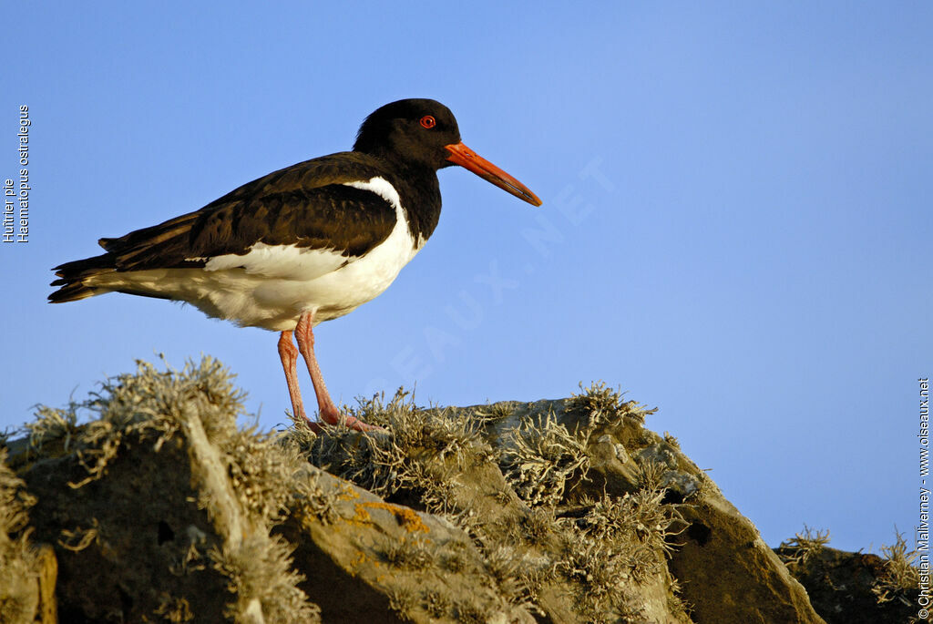 Eurasian Oystercatcheradult breeding, identification