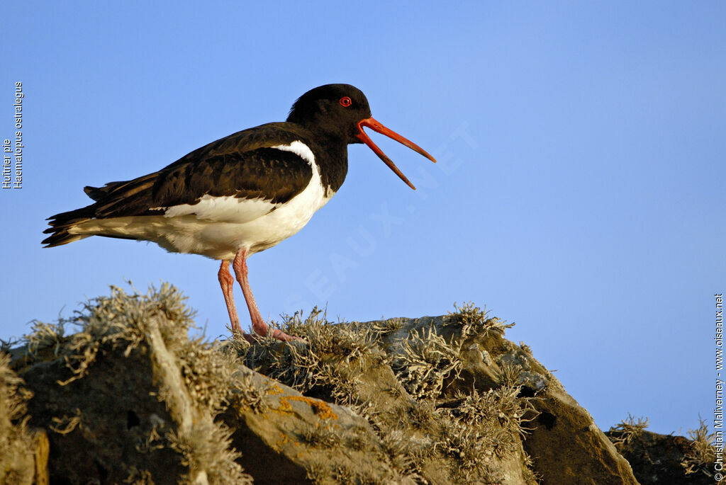 Eurasian Oystercatcheradult breeding, identification, song