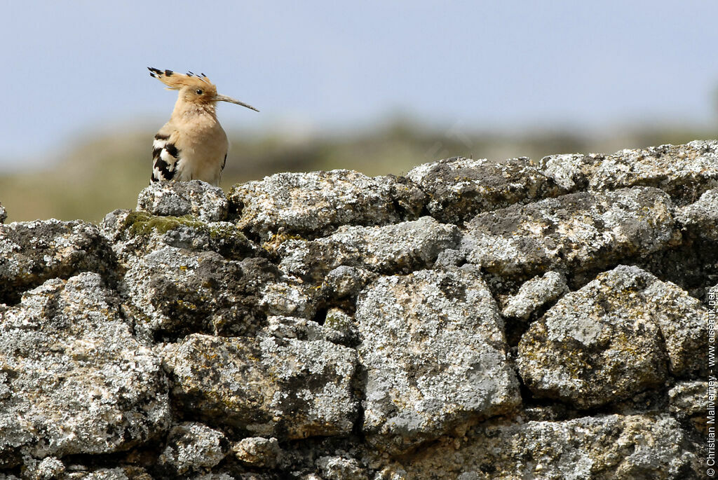 Eurasian Hoopoeadult