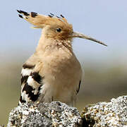 Eurasian Hoopoe