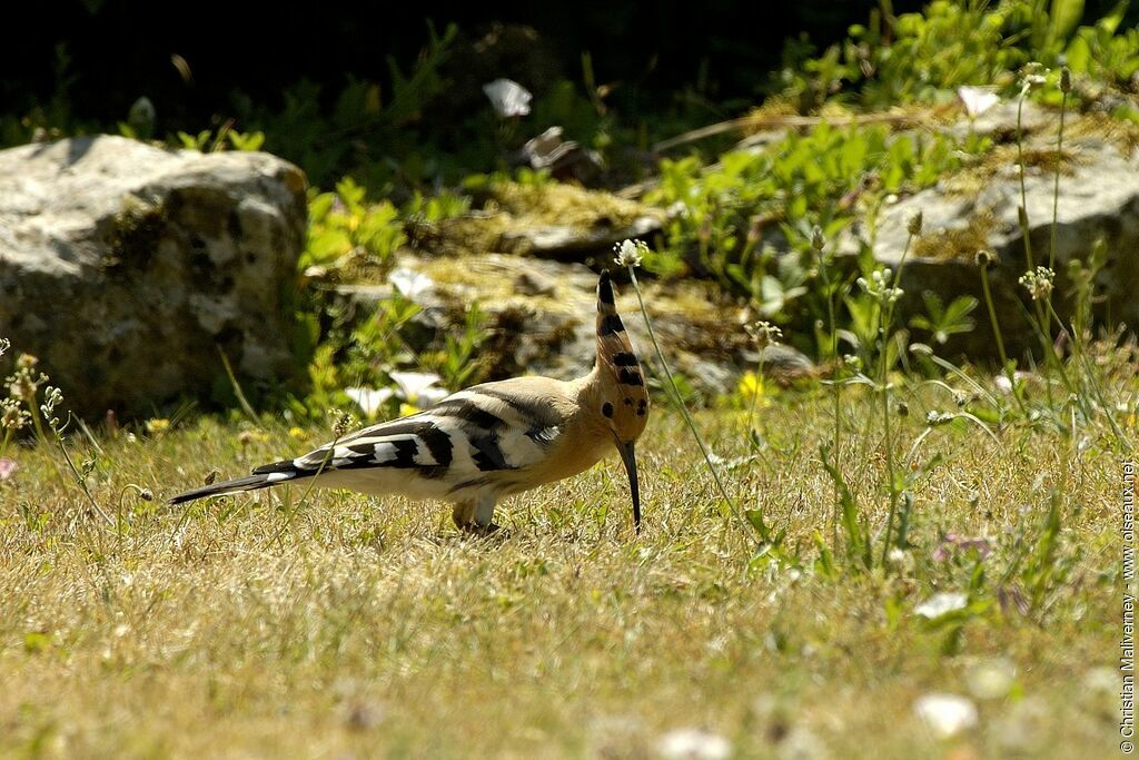 Eurasian Hoopoeadult