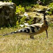 Eurasian Hoopoe