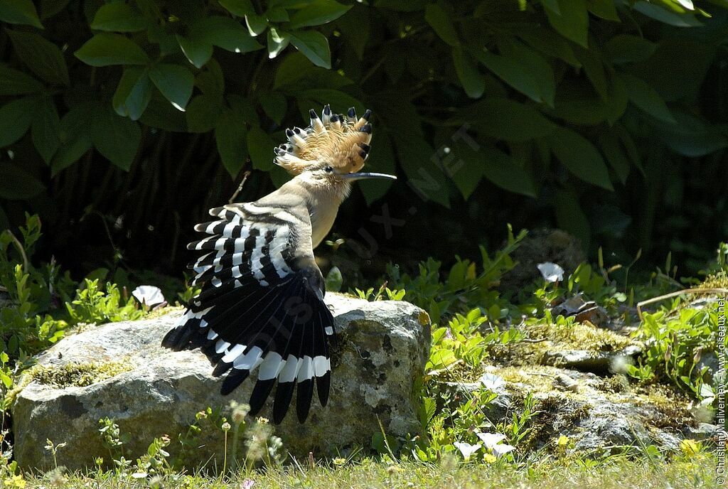 Huppe fasciéeadulte