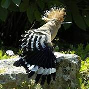 Eurasian Hoopoe