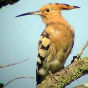 Eurasian Hoopoe