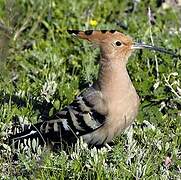 Eurasian Hoopoe