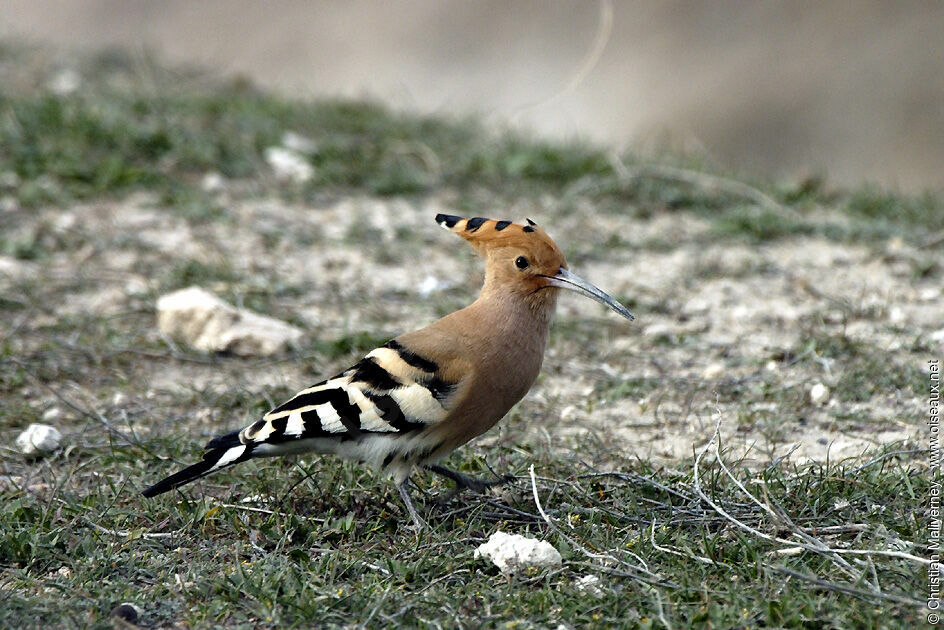 Huppe fasciéeadulte