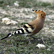 Eurasian Hoopoe