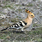 Eurasian Hoopoe