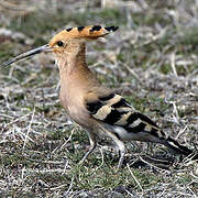 Eurasian Hoopoe