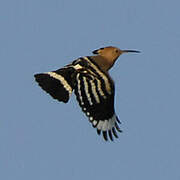 Eurasian Hoopoe