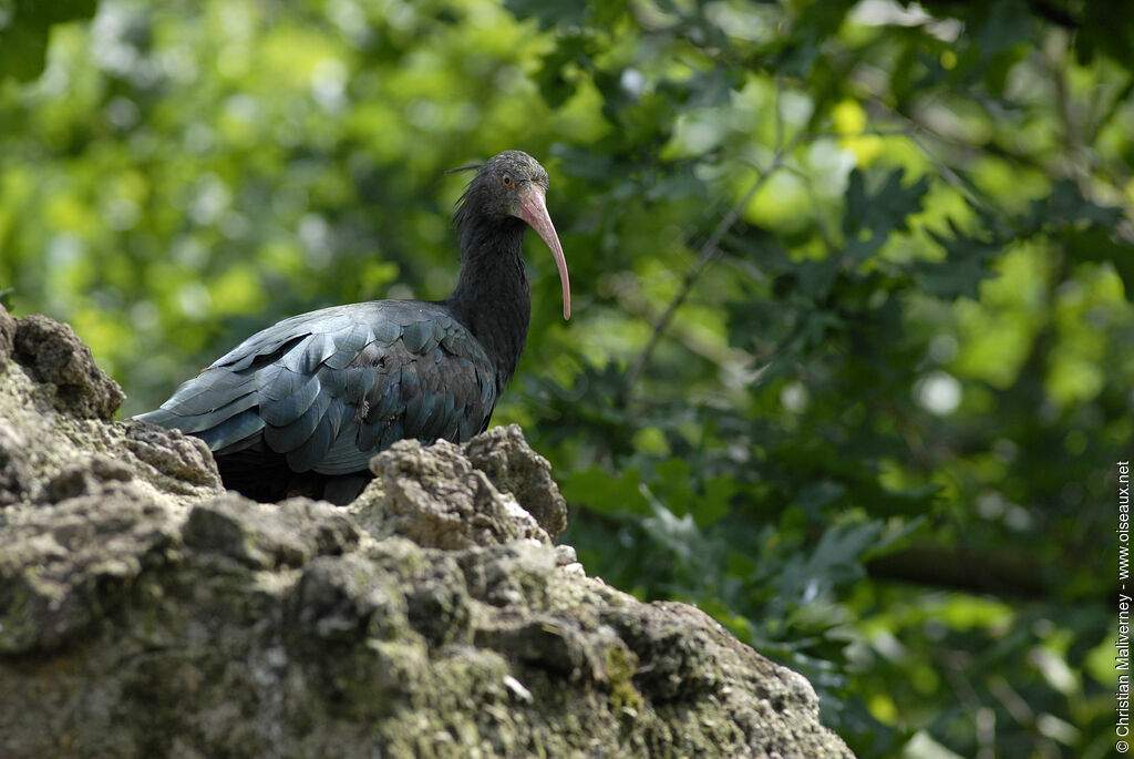 Northern Bald Ibisadult, identification