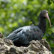 Northern Bald Ibis