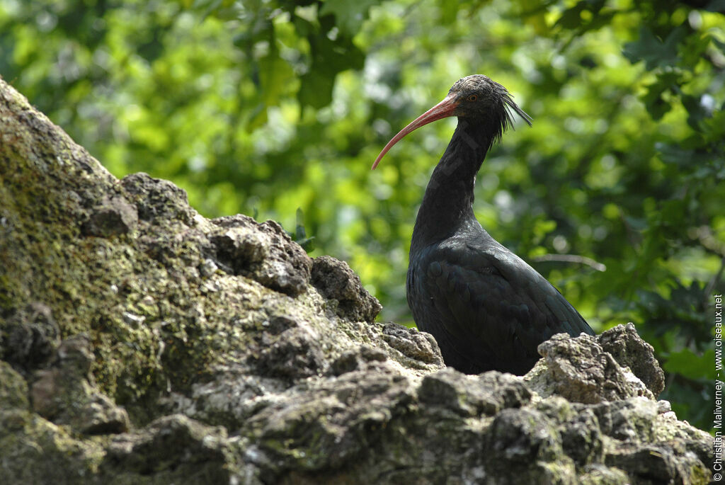 Northern Bald Ibisadult, identification