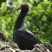 Northern Bald Ibis