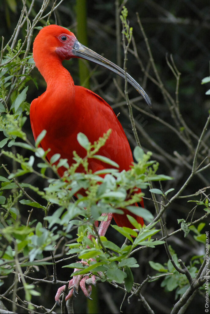 Ibis rougeadulte, identification