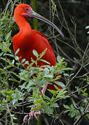 Scarlet Ibis