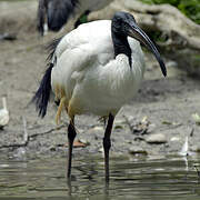 African Sacred Ibis