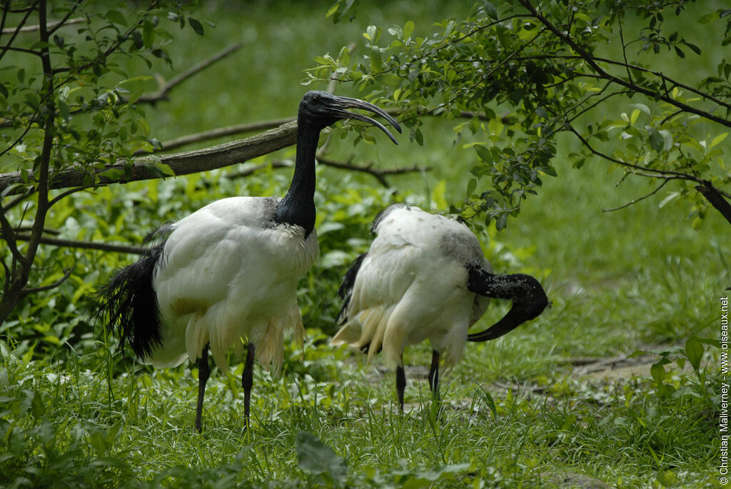 African Sacred Ibisadult, song, Behaviour