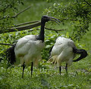 African Sacred Ibis