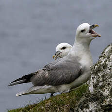 Fulmar boréal