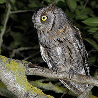 Petit-duc scops