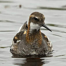 Phalarope à bec étroit