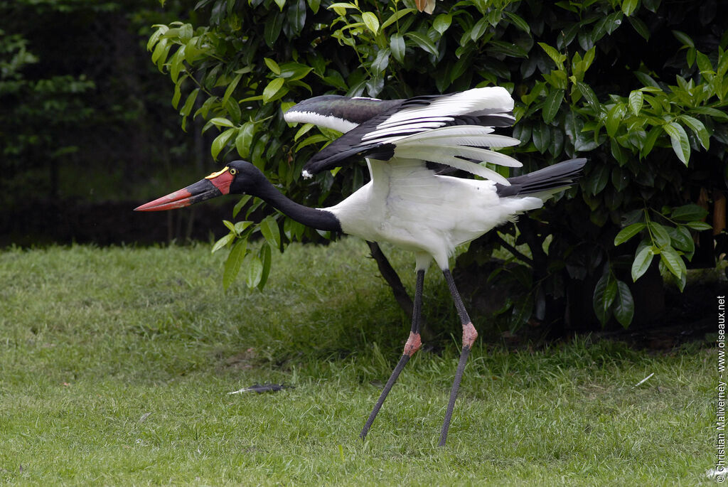 Jabiru d'Afrique femelle adulte, identification